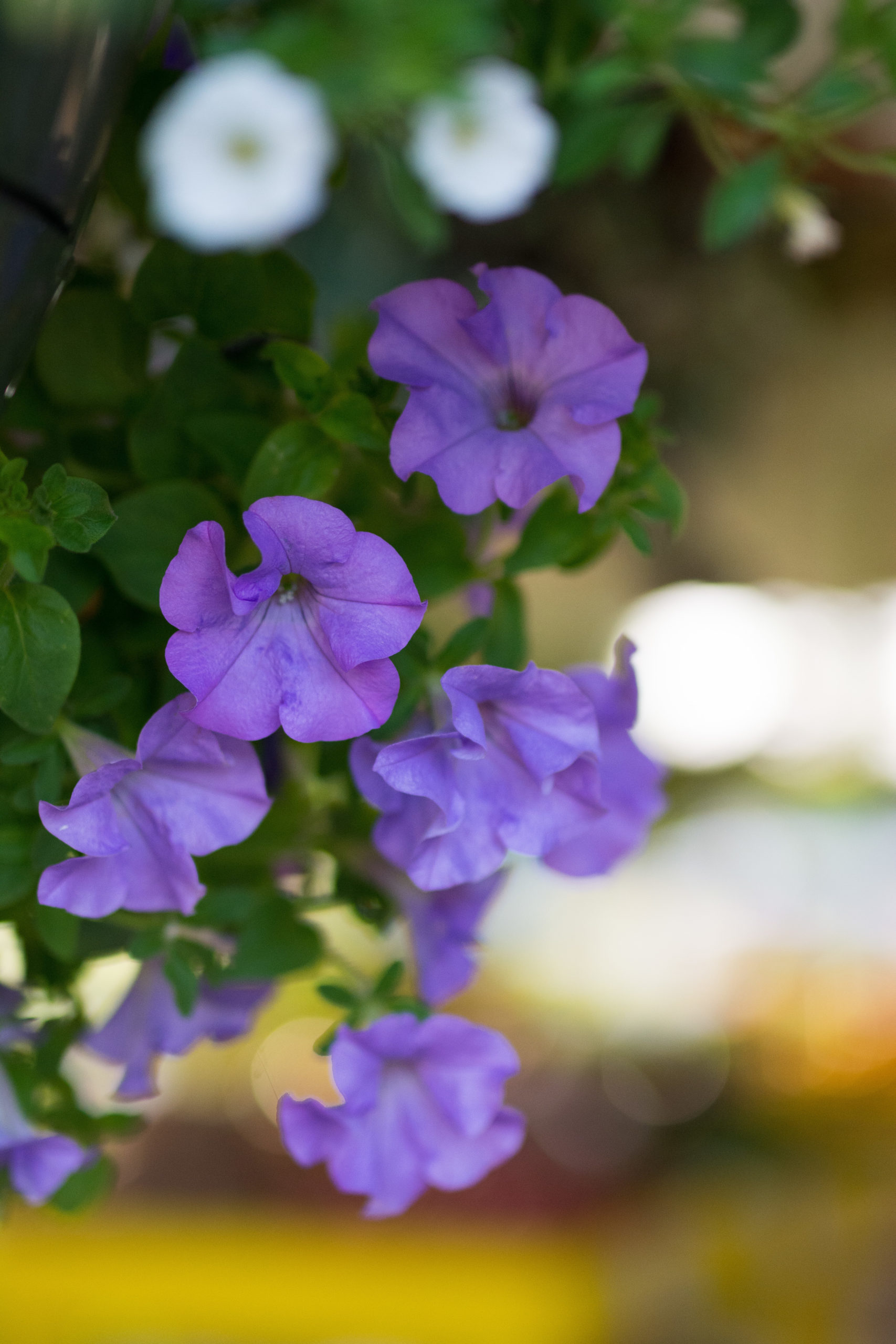 DSC_1446.jpg