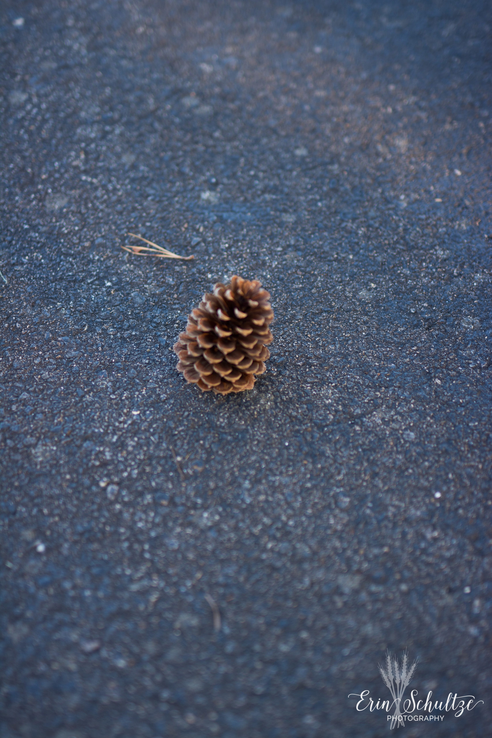 DSC_4976.jpg