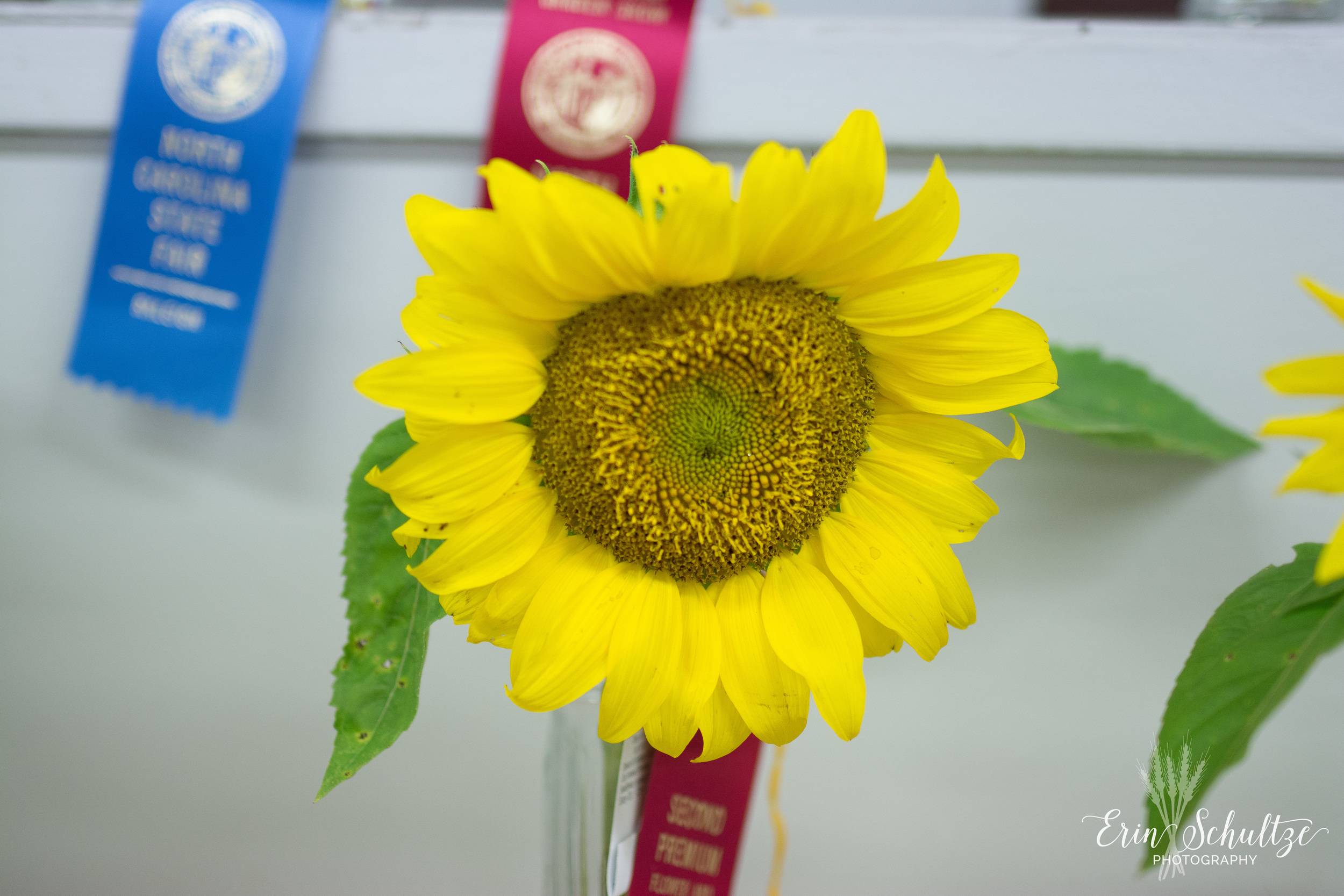 DSC_5447.jpg