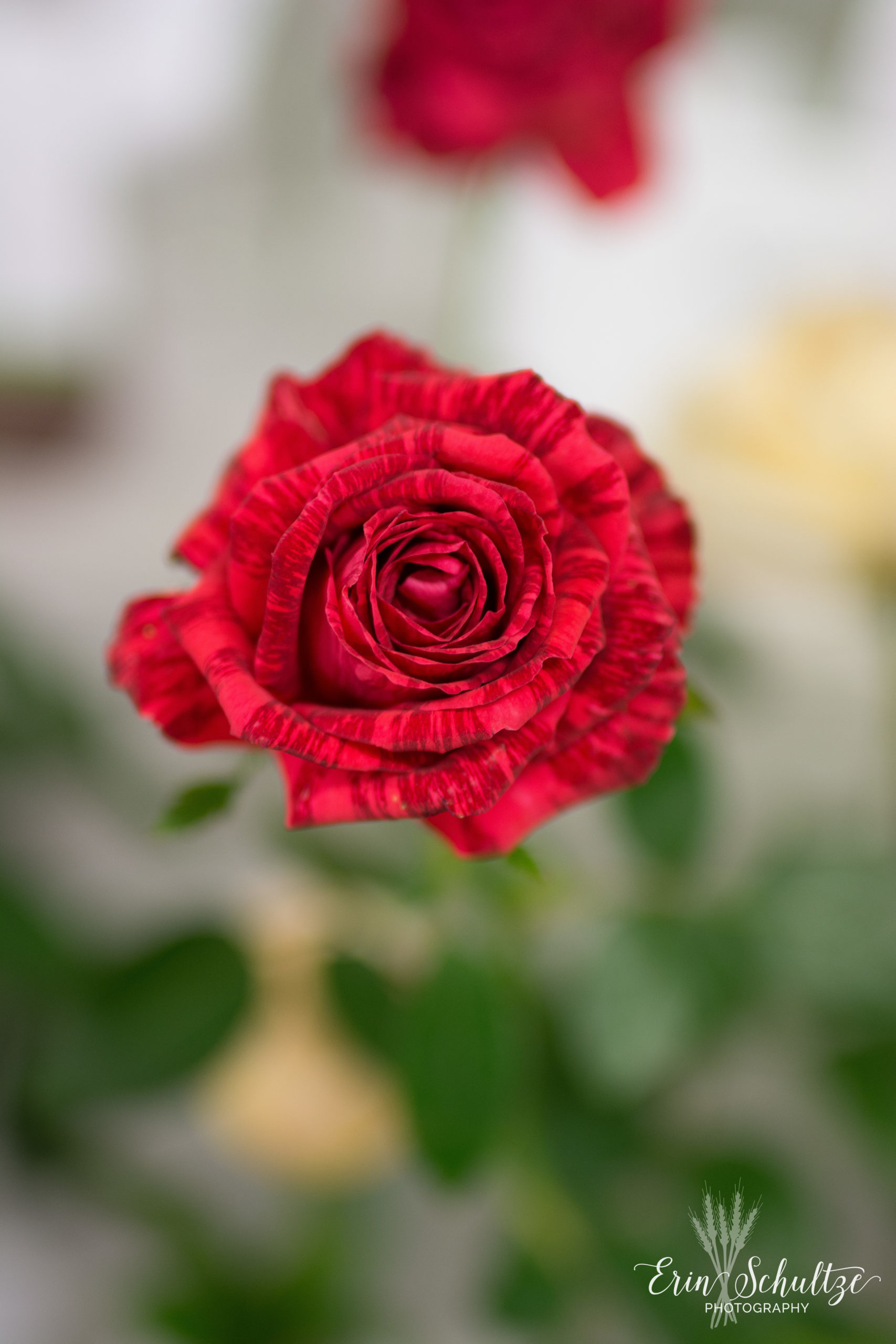 DSC_5463.jpg