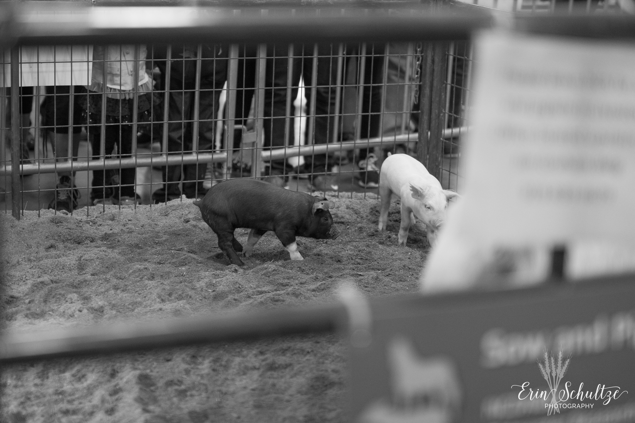 DSC_5703-2.jpg