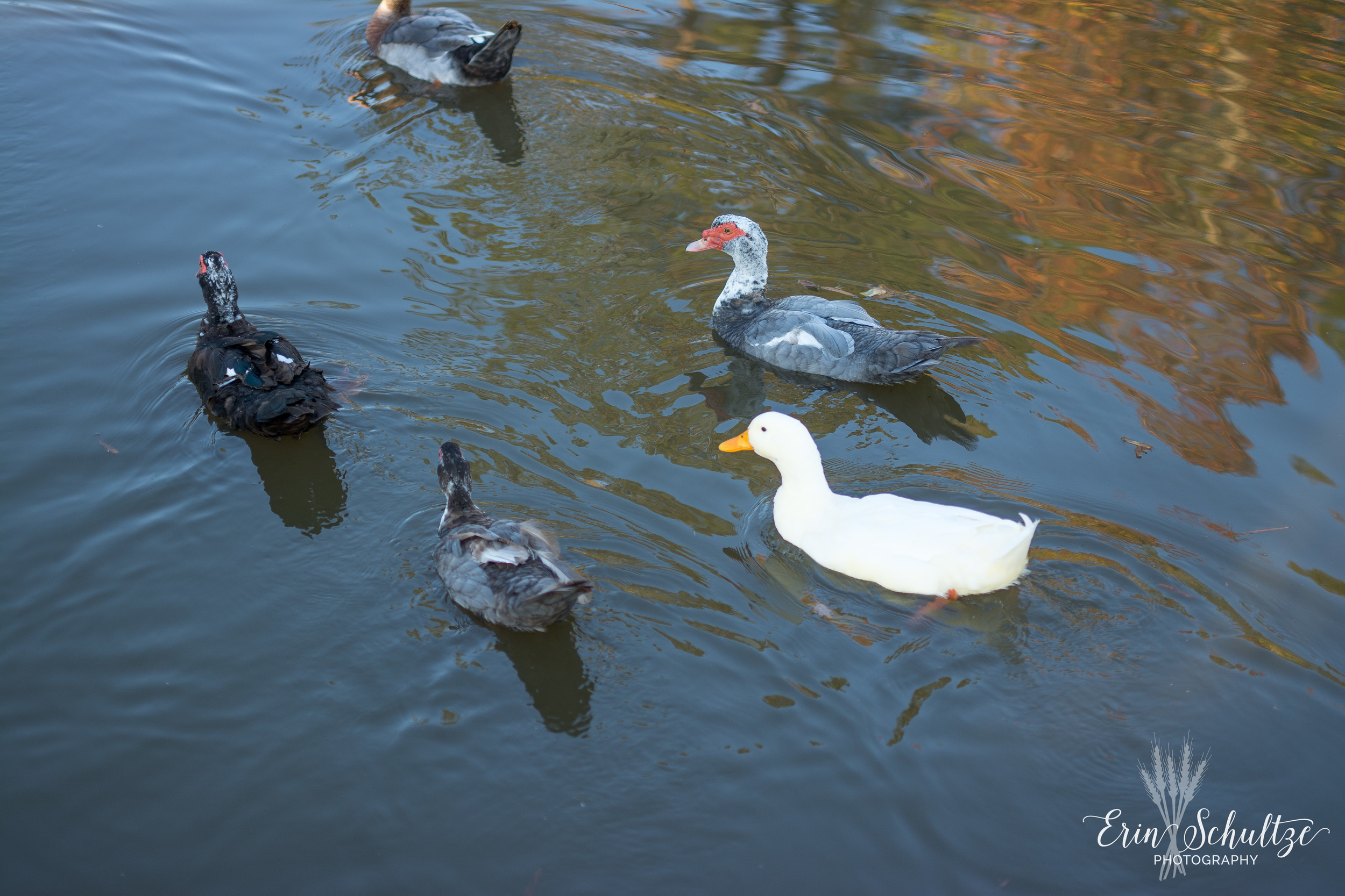 DSC_7507.jpg