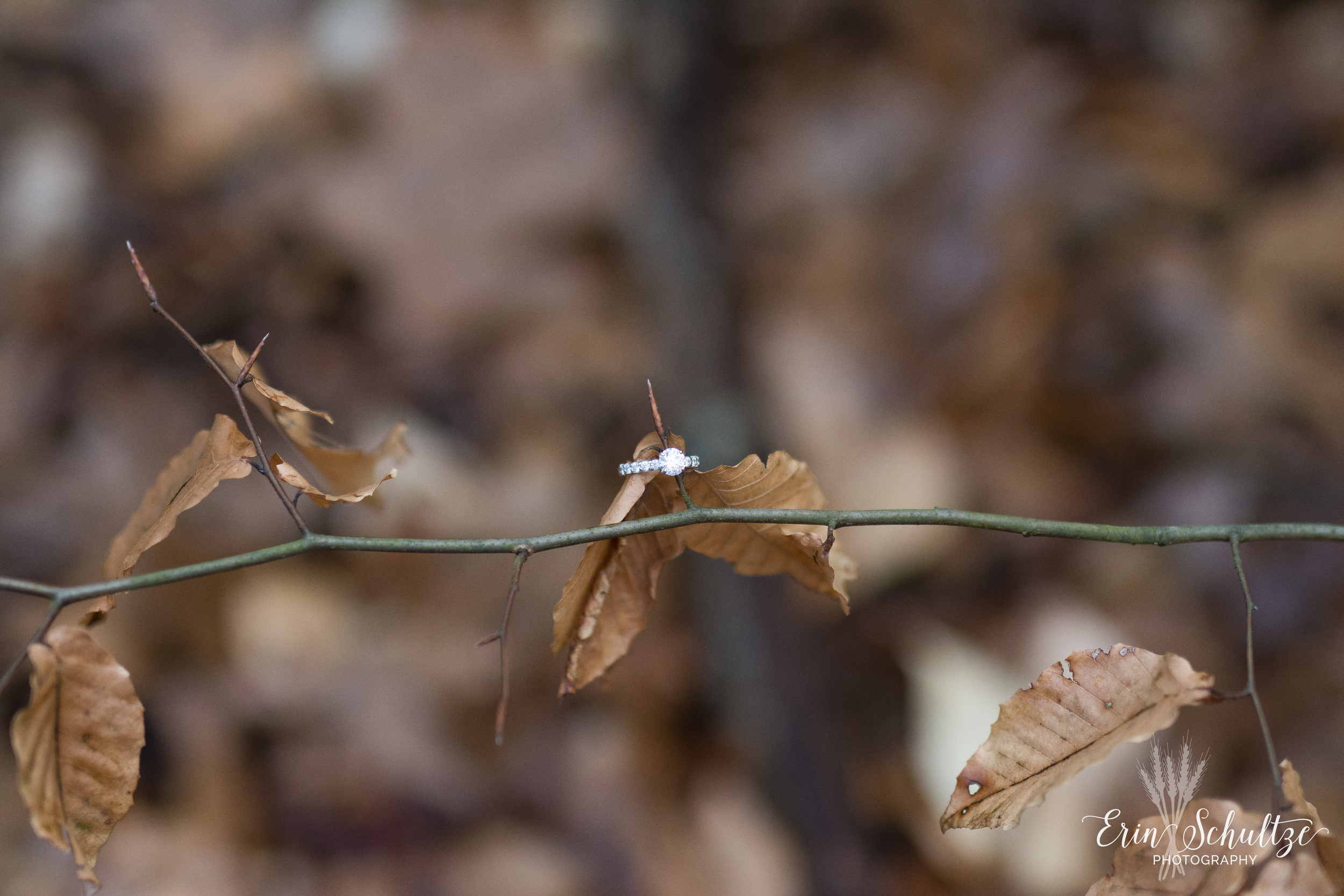 DSC_6016.jpg