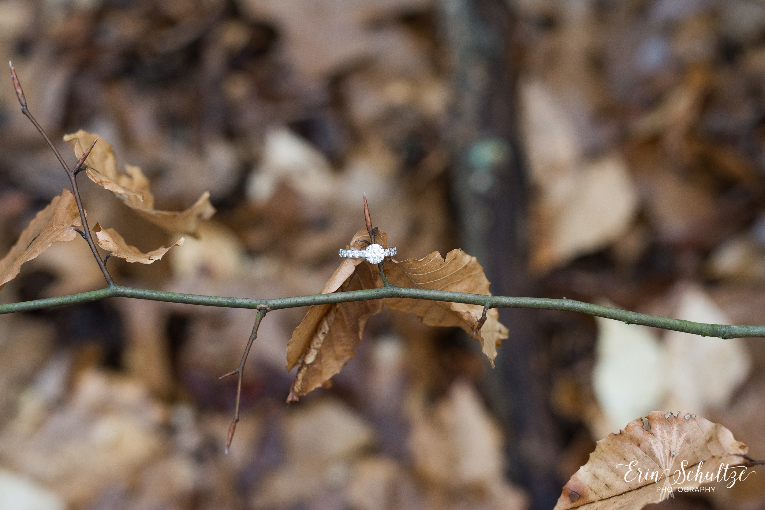DSC_6027.jpg