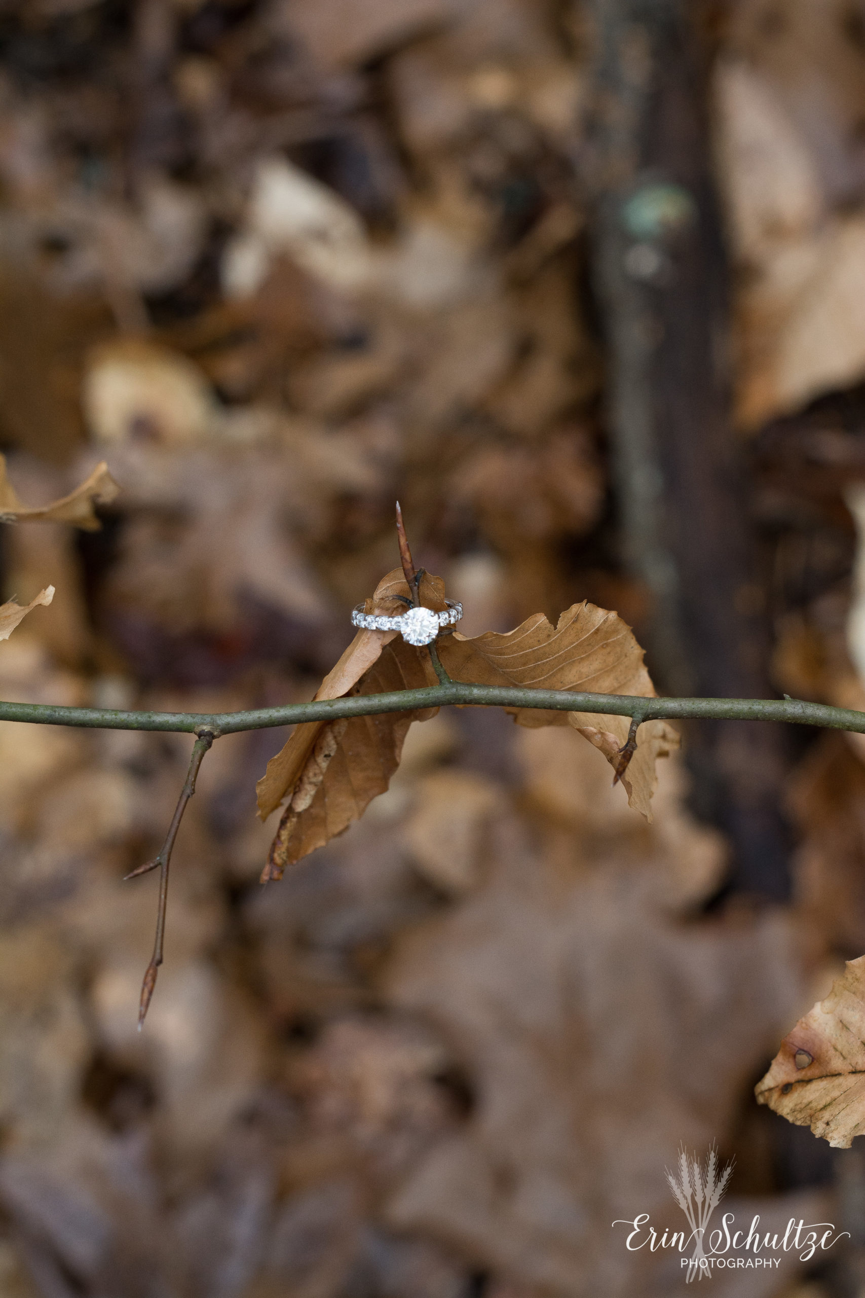 DSC_6029.jpg
