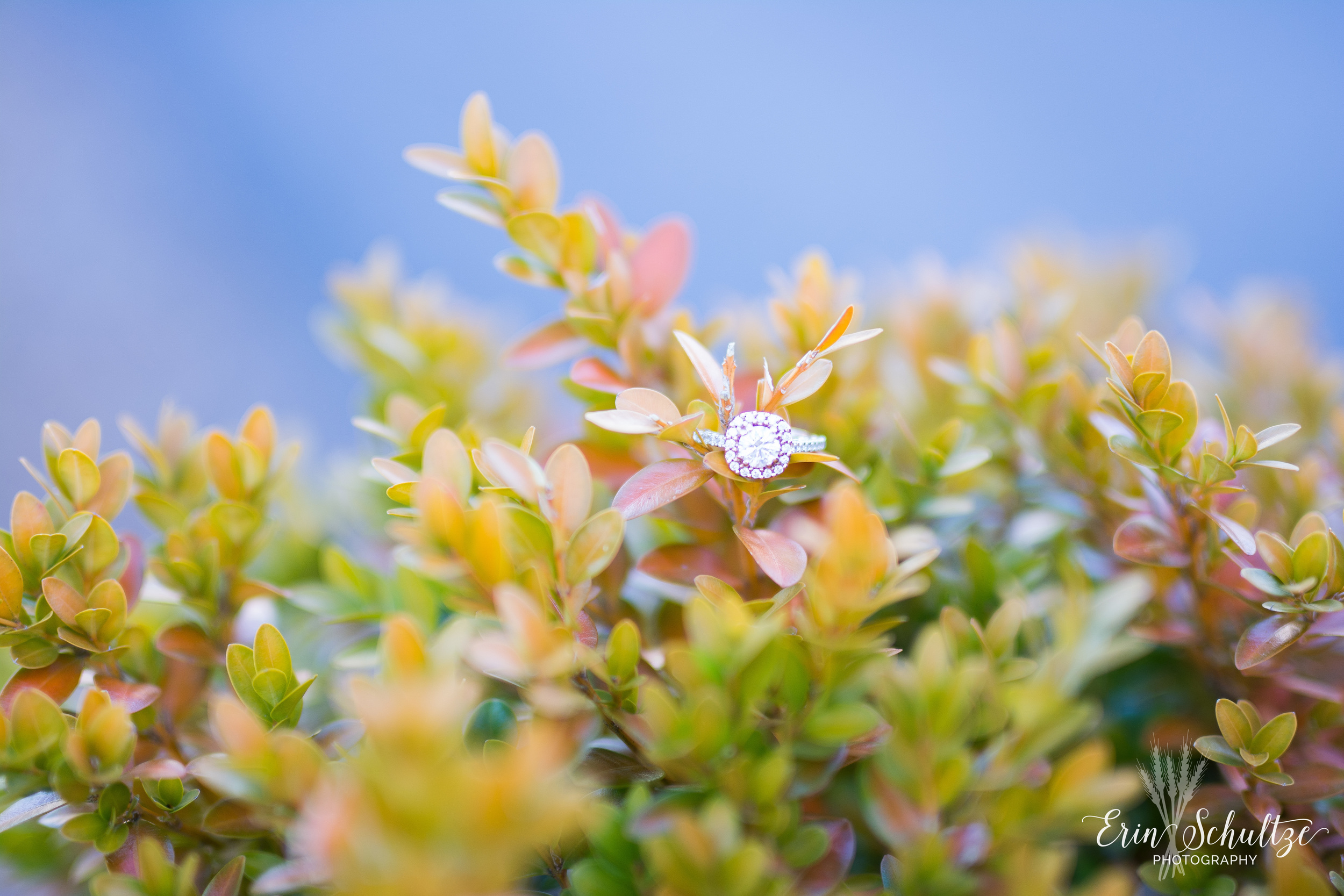 DSC_6618-2.jpg