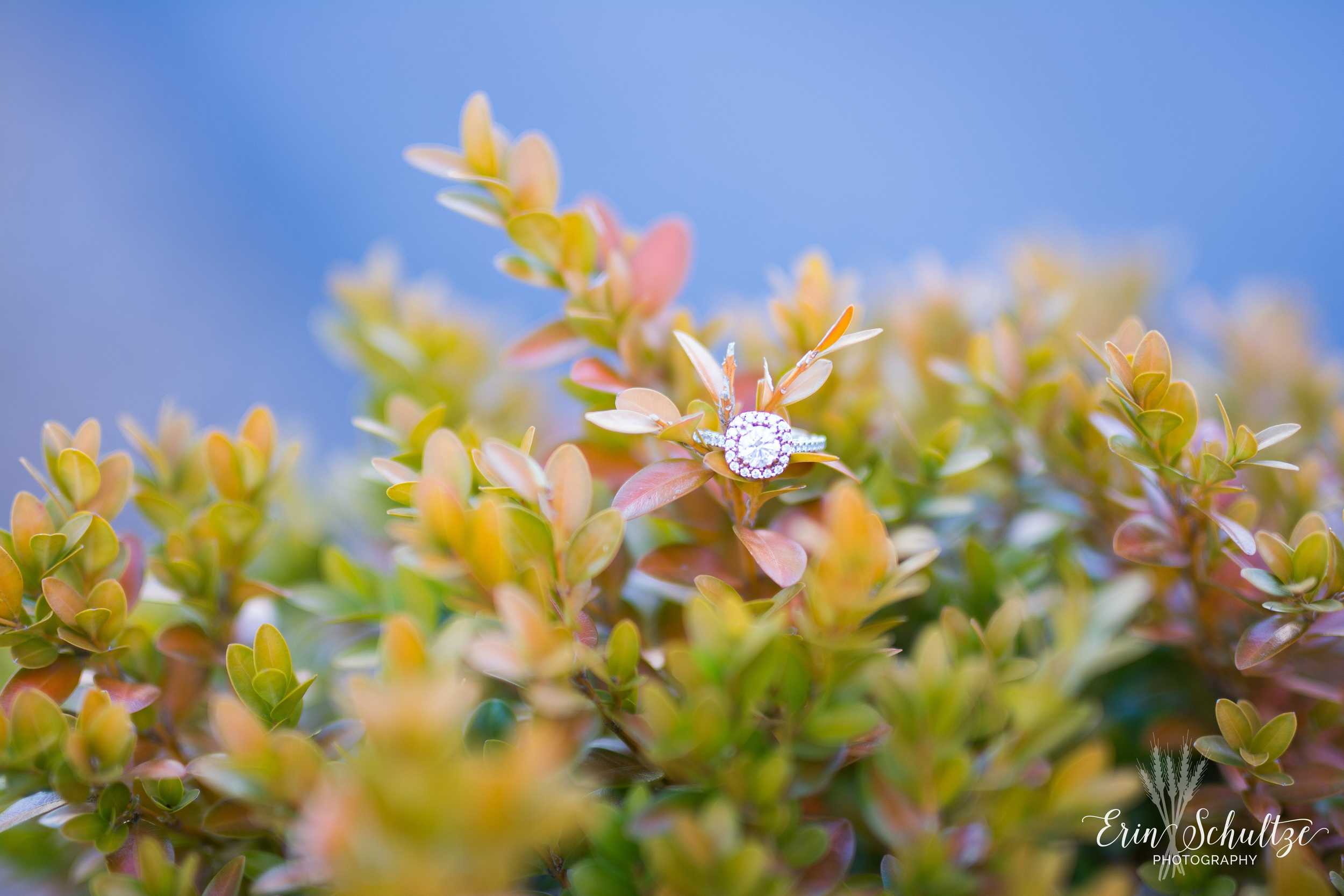DSC_6618-3.jpg
