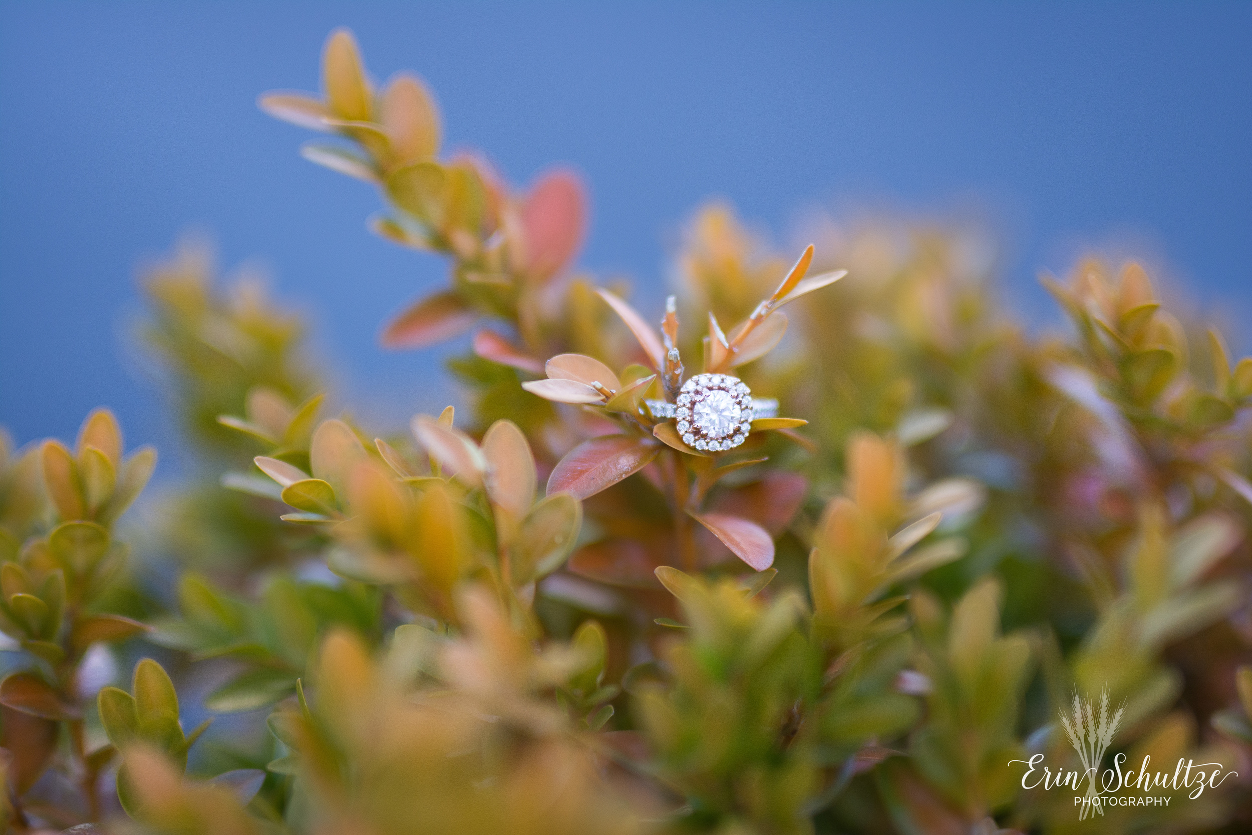 DSC_6620-2.jpg