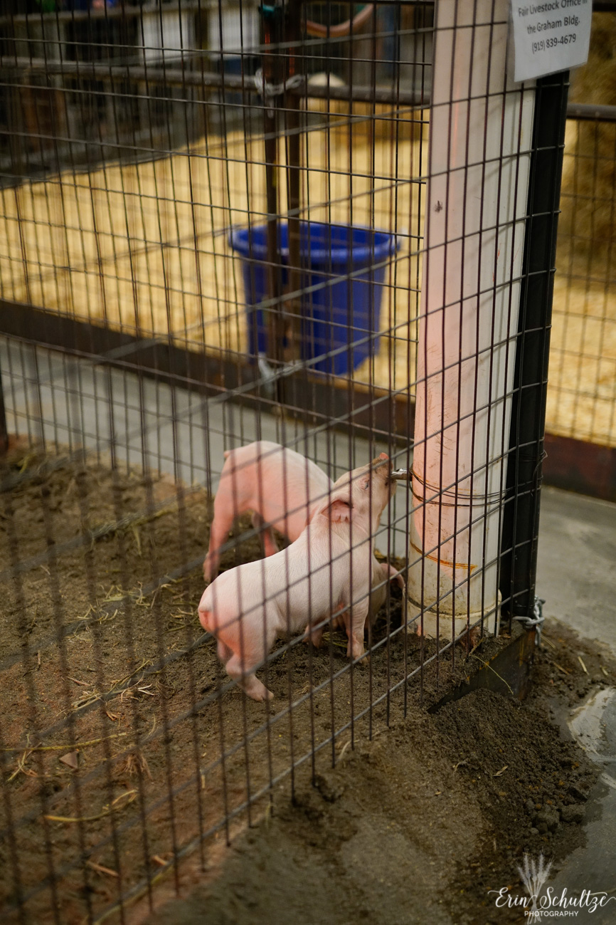 _DSC4093HighResolution.jpg
