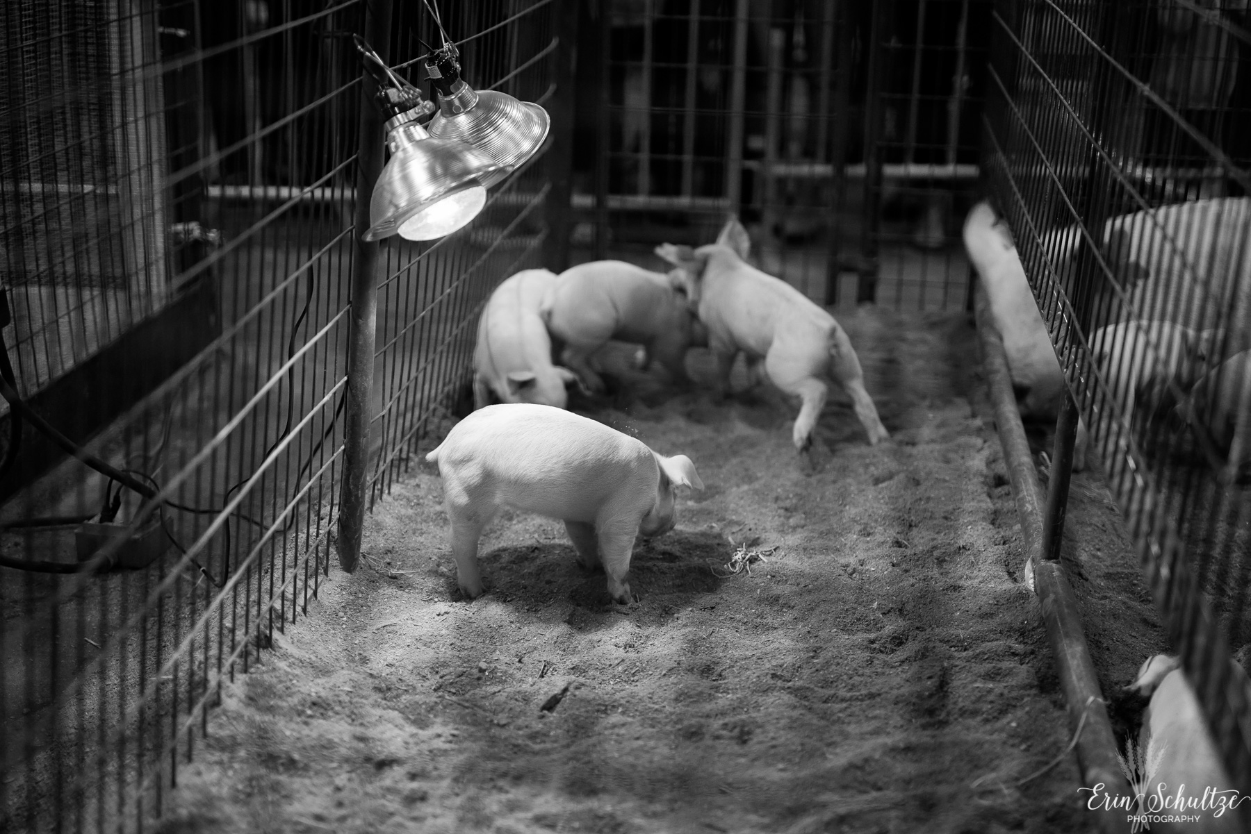 _DSC4105HighResolution.jpg