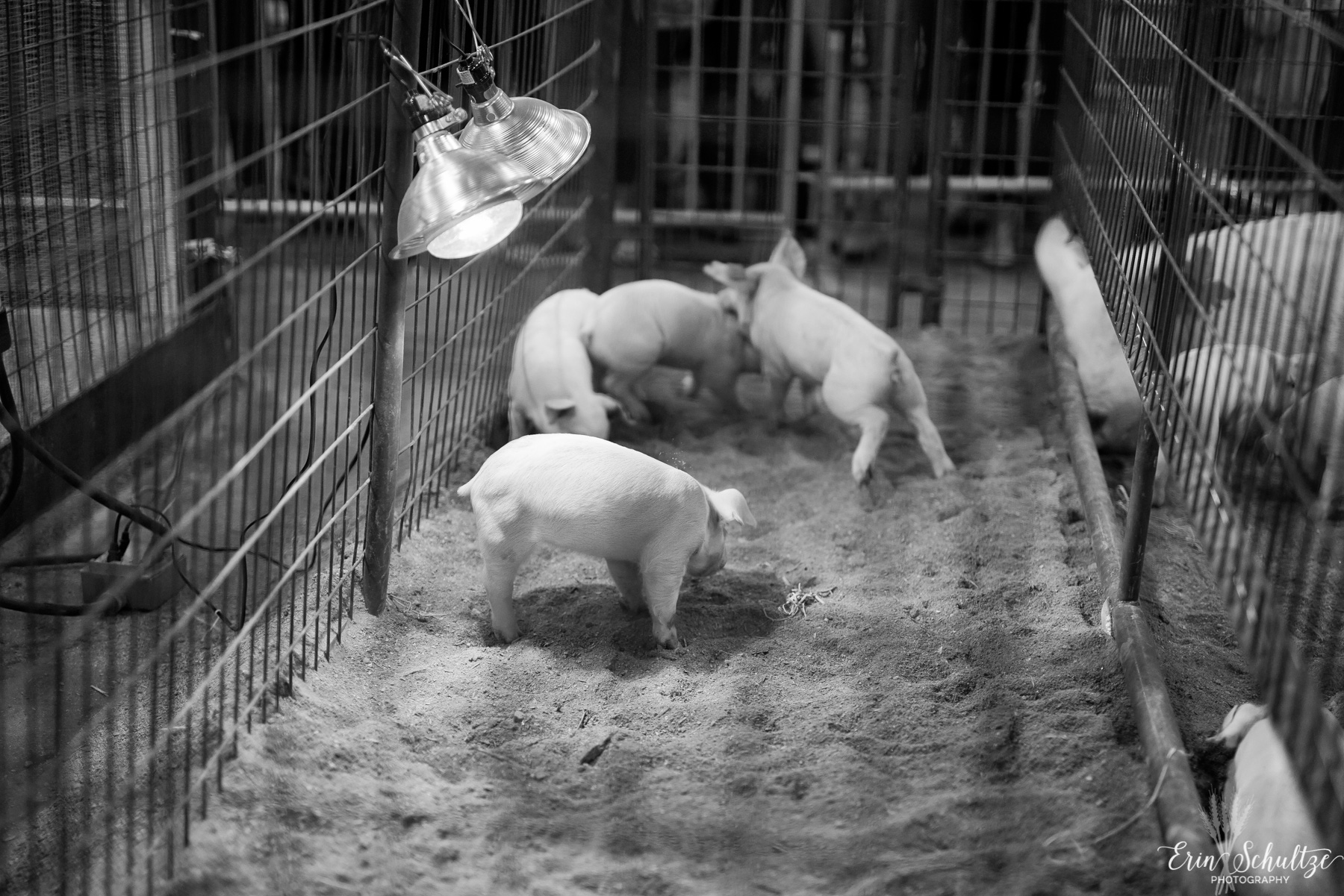 _DSC4107HighResolution.jpg